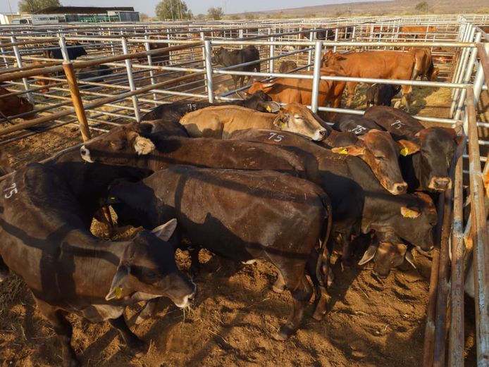 VAN NIEKERK PJ | DAIRY CATTLE 