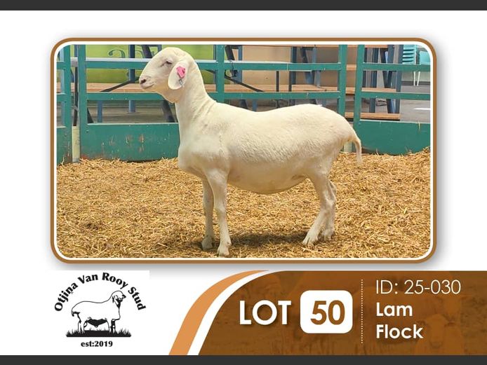 25-030 | BILLY KAZONGANGA