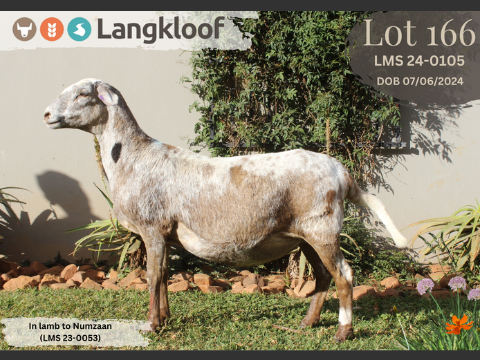 LMS 240105 | LANGKLOOF GAME FARM