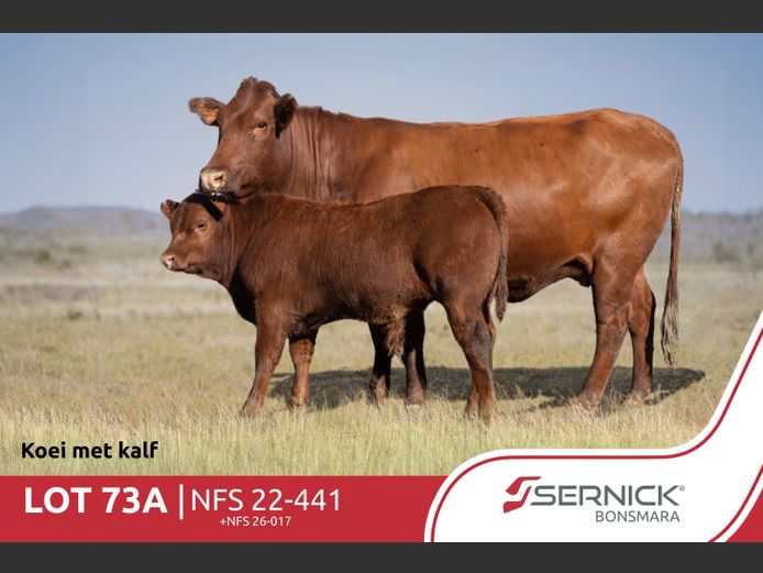 NFS 220441 | SERNICK BONSMARA STOET