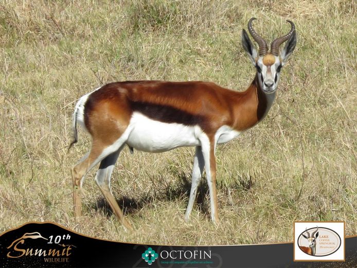 Coffee Springbok Ram