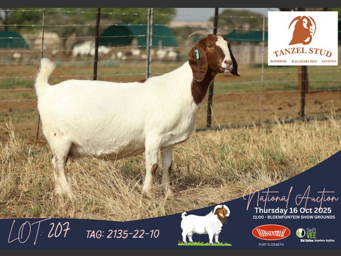 2135-22-10 | Theunis Nel (Tanzel)