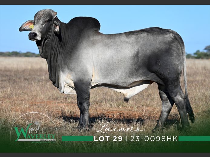23-0098HK | WAVERLEY BRAHMAN