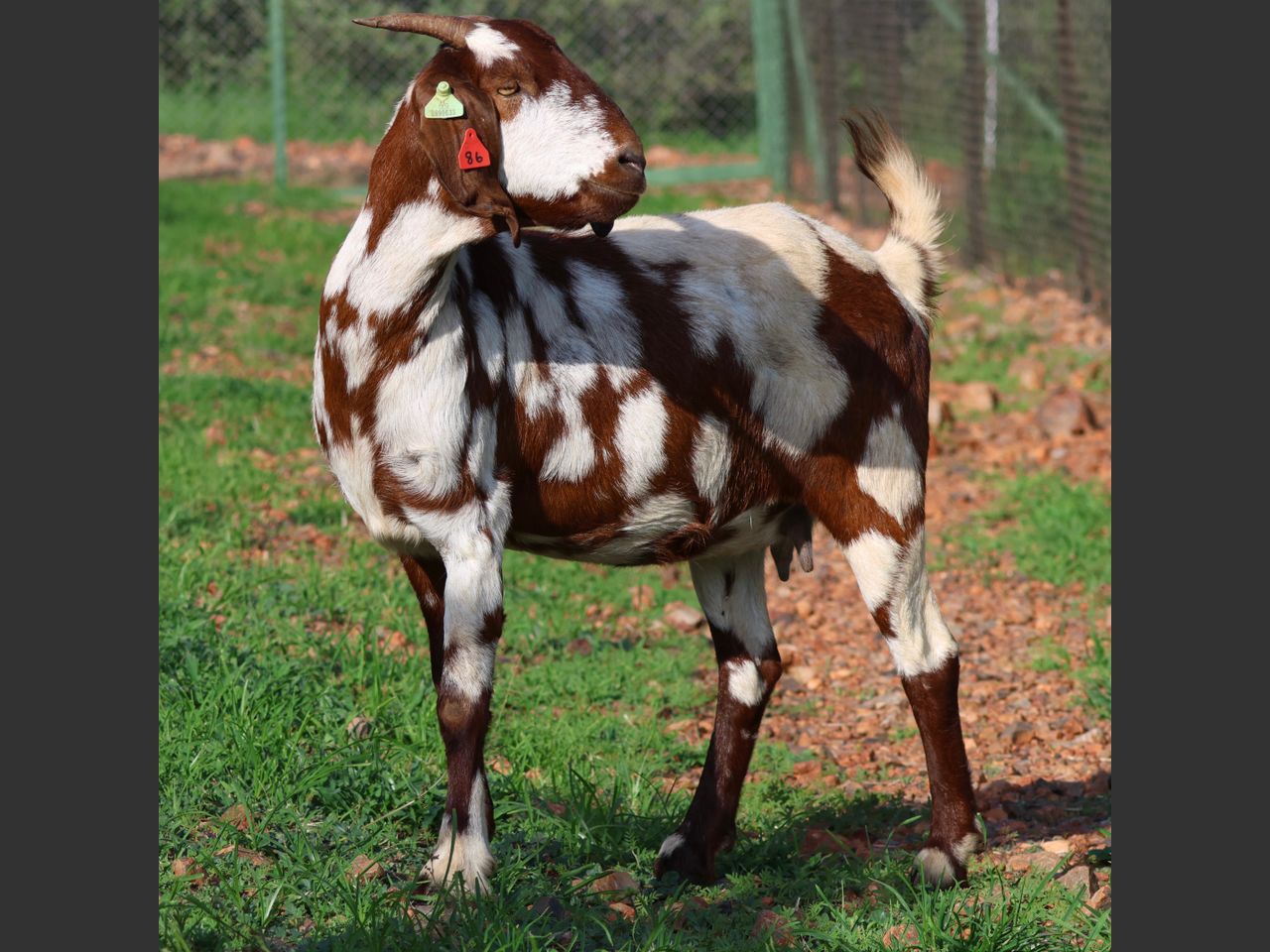 Lot 11 | IVG NATIONAL AUCTION | SwiftVEE | South Africa’s Leading ...