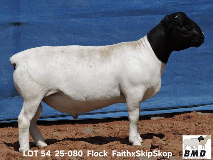 25-080 | BROER MARITZ DORPERS