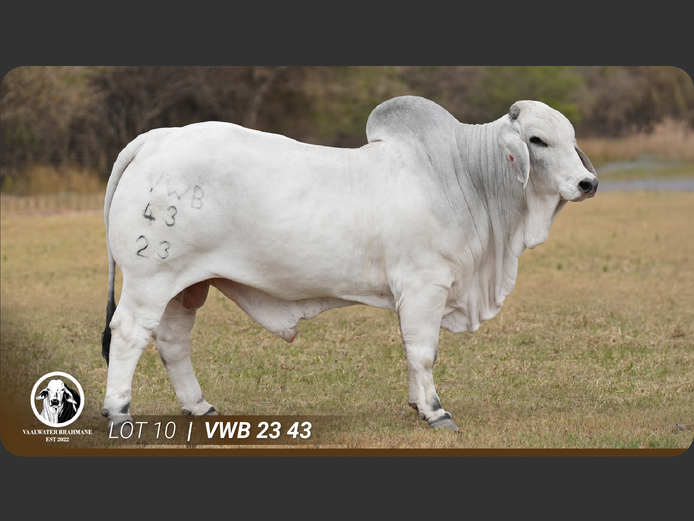 VWB2343 | VAALWATER BRAHMANE