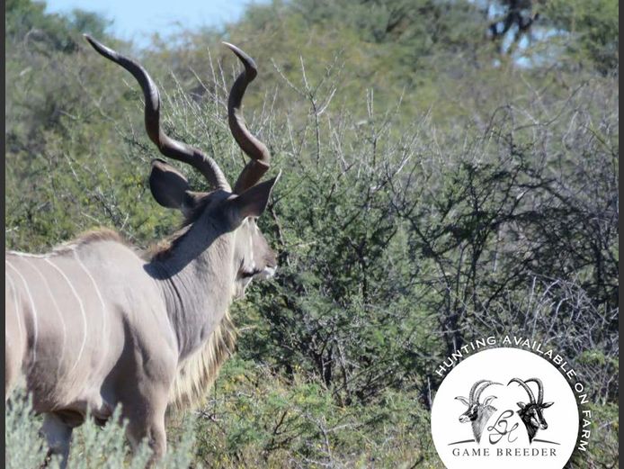 Kudu Bulls | WATERBERG PLATO GAME BREEDERS