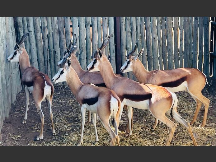 Springbok Ramme