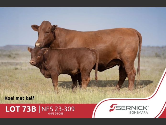 NFS 230309 | SERNICK BONSMARA STOET