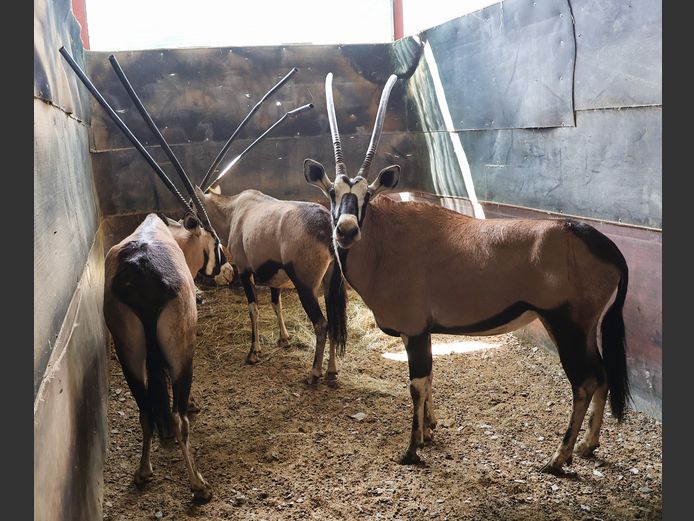GEWONE GEMSBOK | LOUW FAMILIE TRUST