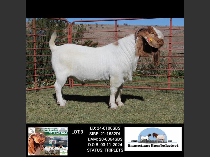 24-0100SBS | SAAMSTAAN BOERBOKSTOET