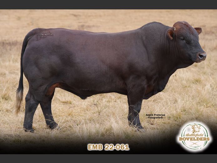 EMB 22-061 | WHITEROCKS BOVELDERS