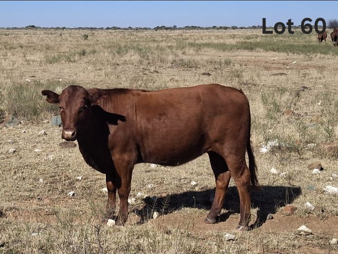 LEO 250033 | M. FERREIRA