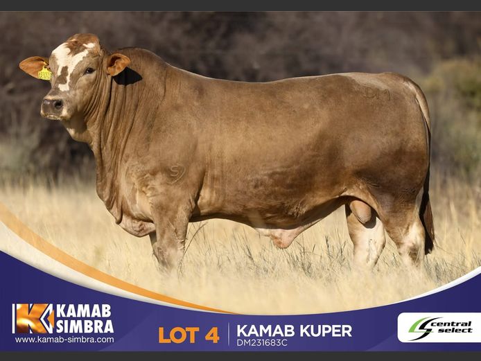 DM231683C | KAMAB SIMBRA