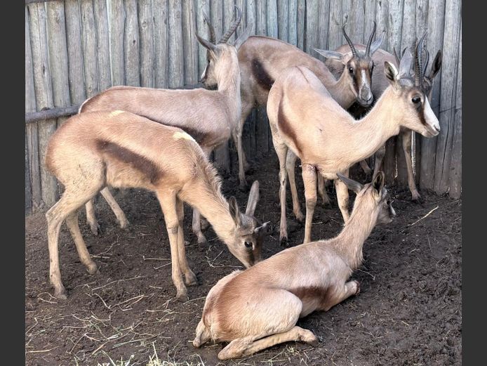 Koper Springbokke