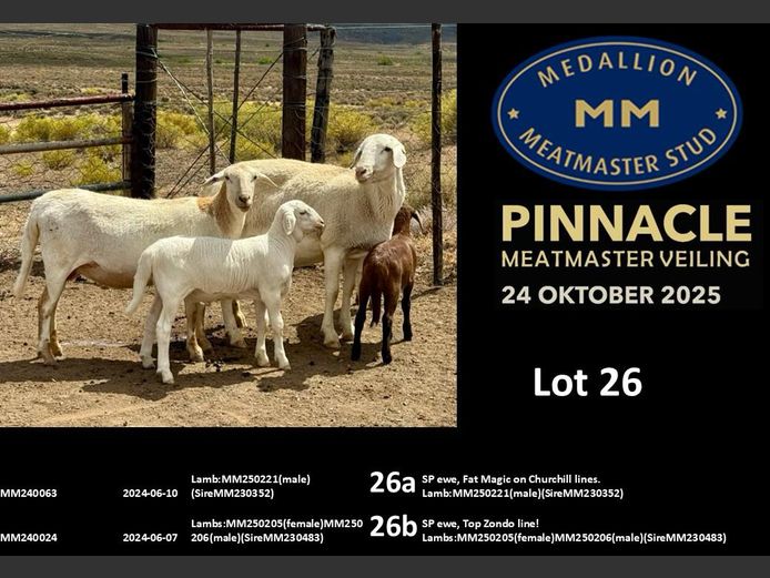 MM  240063 | MEDALLION MEATMASTER STOET