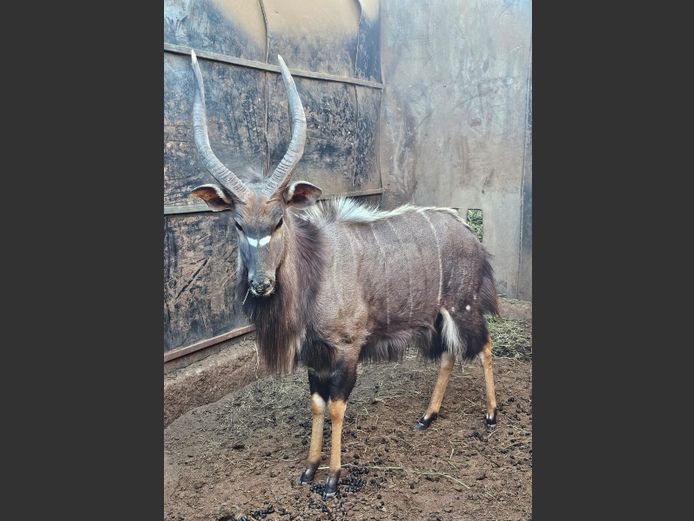 NYALA | M.E. V GREUNEN