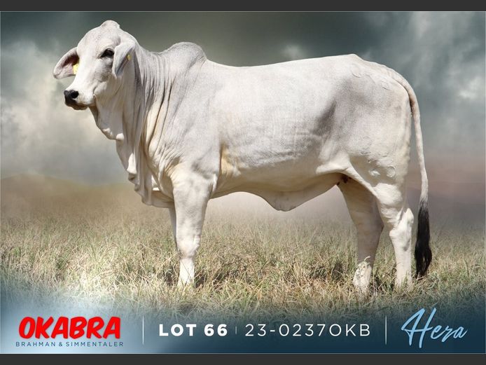 23-0237 OKB | OKABRA BRAHMAN