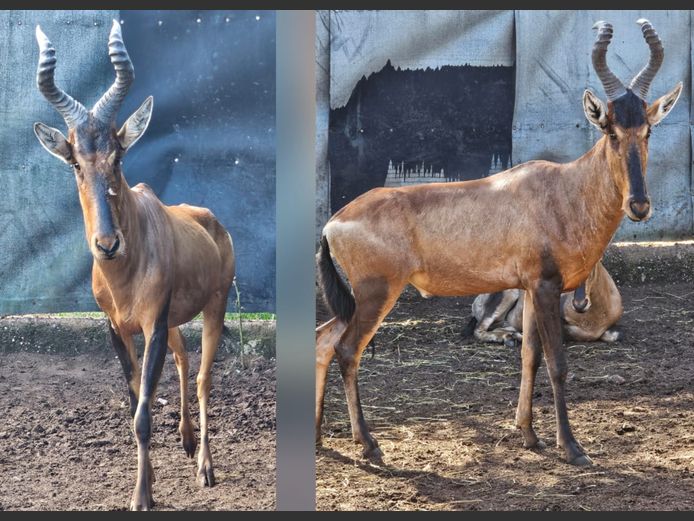 REDHARTEBEEST | HELICON