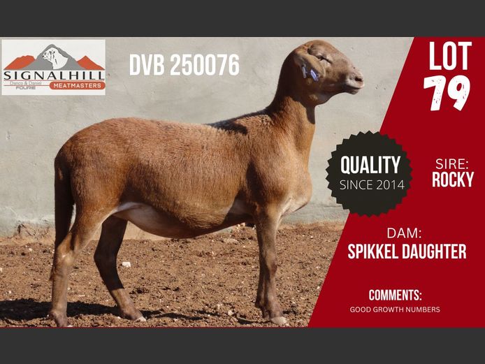 DVB 250076 | SIGNALBERG MEATMASTERS