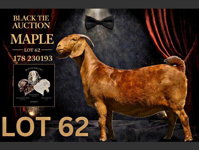 178230193 | Maize Valley Kalahari red stoet 