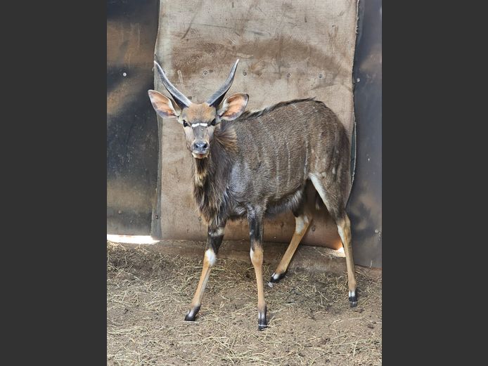NYALA | KOLOBE WILDLIFE