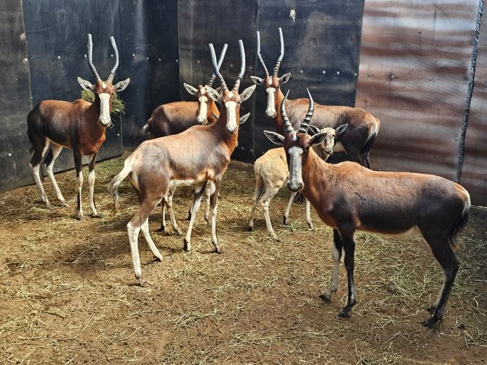 BLESBUCK |  3 x HJV & 4 x COLOMBIA 