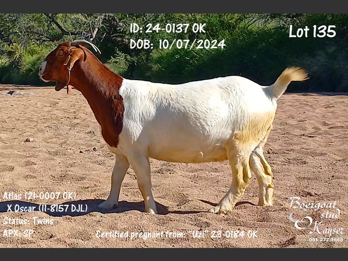 24-0137 OK | Kayser Boergoat Stud