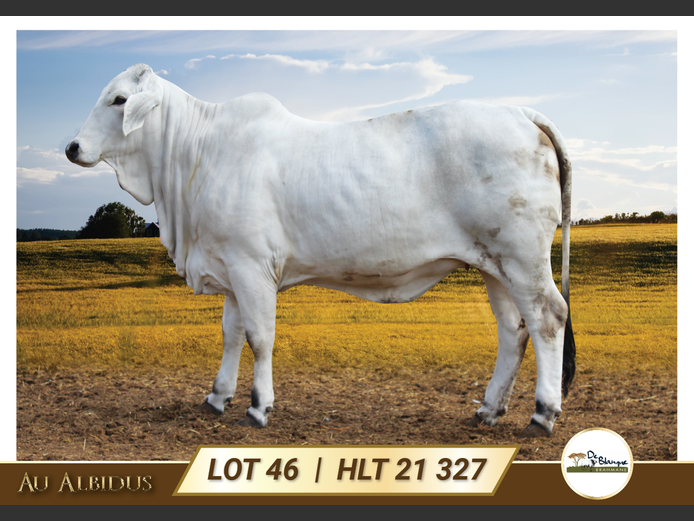 HLT21327 | TERBLANCHE LS 