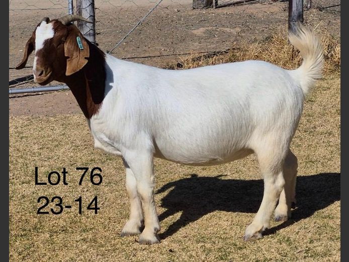 230014 | DU PREEZKRAAL