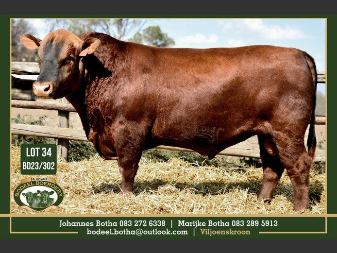 BD 230302 | BODEEL BOERDERY