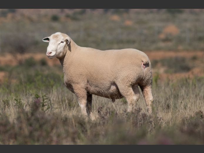 DZ250057 | 2 STEYNS BOERDERY