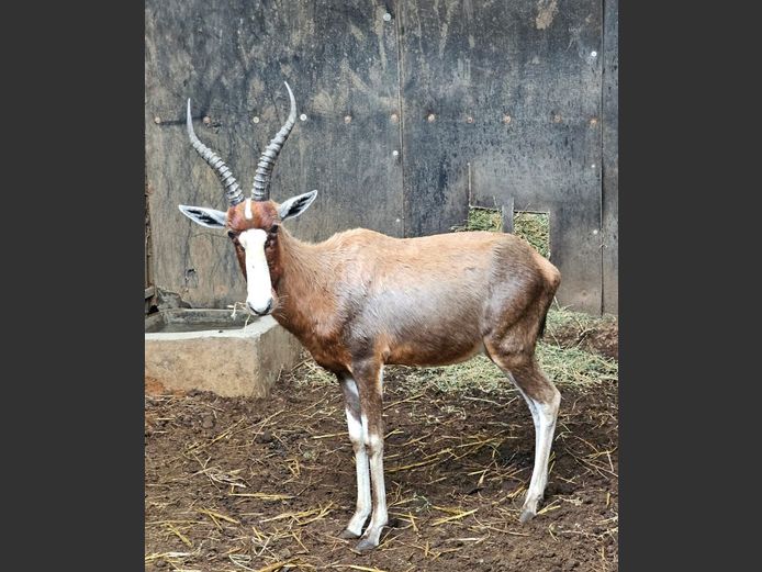 BLESBUCK | GHOST TRADING