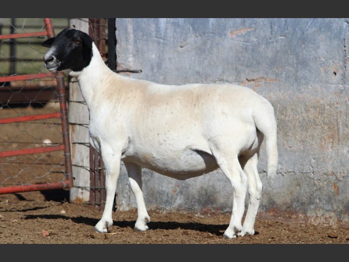 CRL 23.390 | HANRI MEATMASTERS