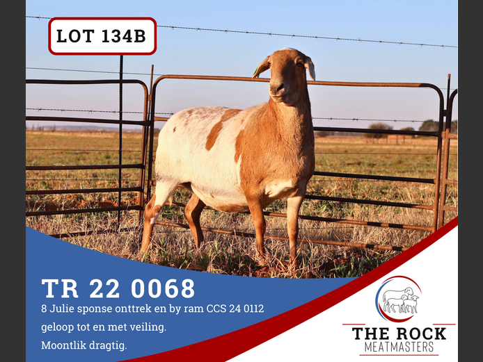 TR 22 0068 | The Rock Meatmasters