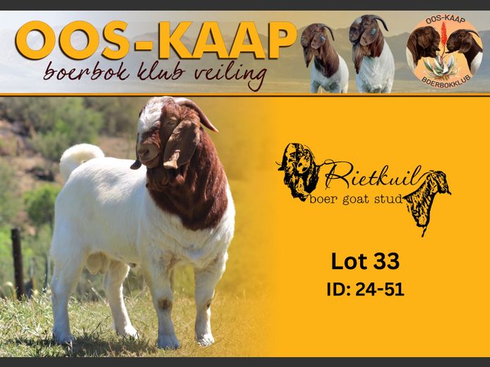 24-51 | Rietkuil Boerbok Stoet