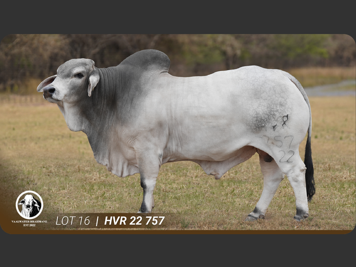 HVR22757 | VAALWATER BRAHMANE