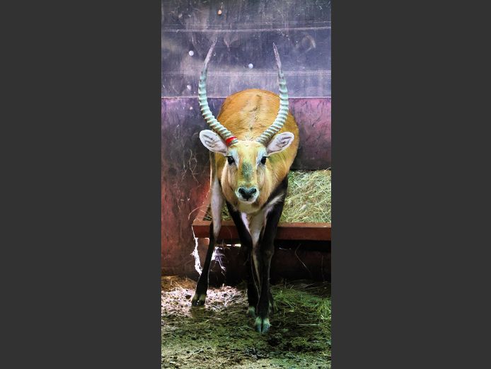 LECHWE | AL BADENHORST
