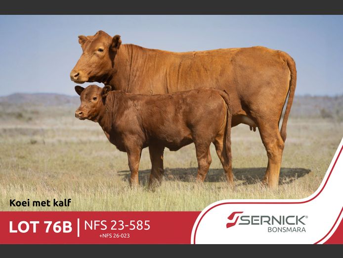 NFS 230585 Pp(c) | SERNICK BONSMARA STOET