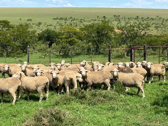 Ewes | P & J van Niekerk