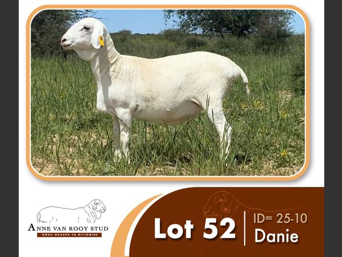 25-10 | ANNE VAN ROOY STUD