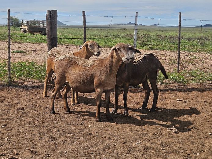 Ooie | GF Van Rooyen