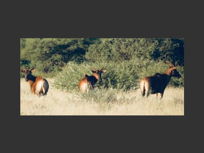 Tsessebe Familie Groep