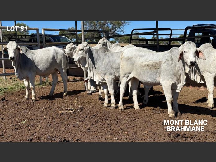 Commercial Animals | MONT BLANC BRAHMANE 