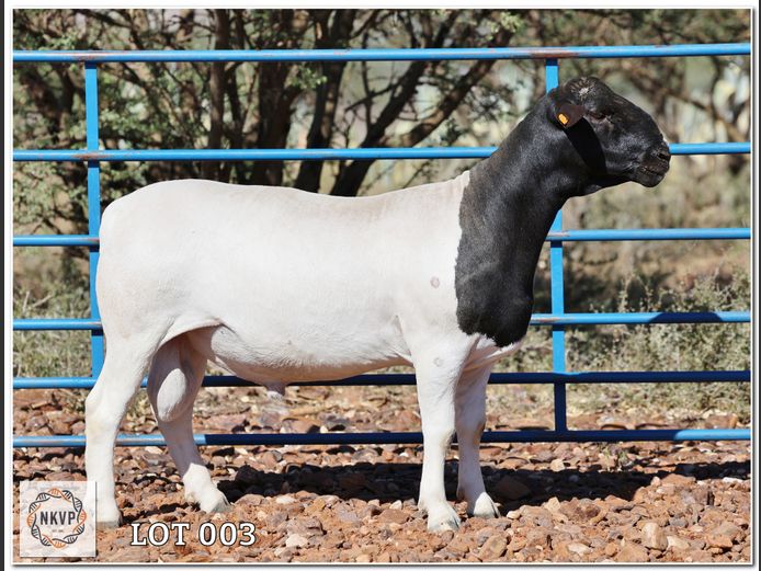 1772 24 0236 | H.G HUMAN