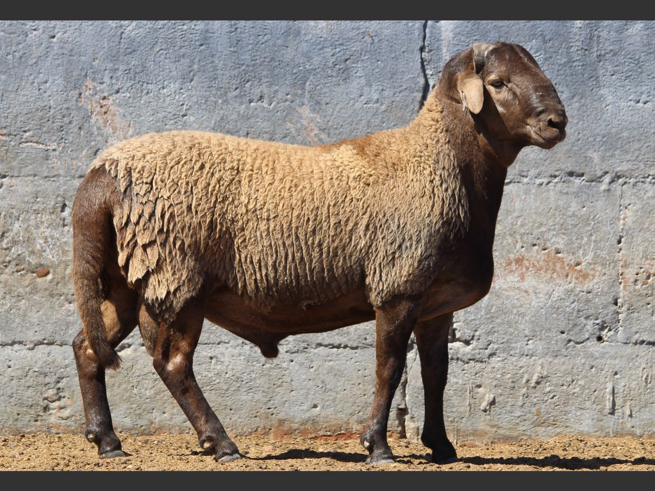 Lot 40 | KALAHARI KAROO MEATMASTER GROEP 38STE VEILING | SwiftVEE ...