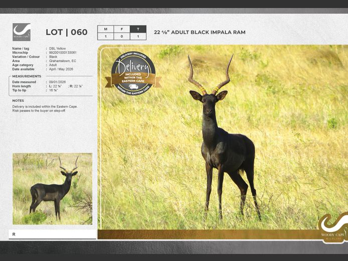 Impala - Black | Woody Cape Wildlife (Pty) Ltd