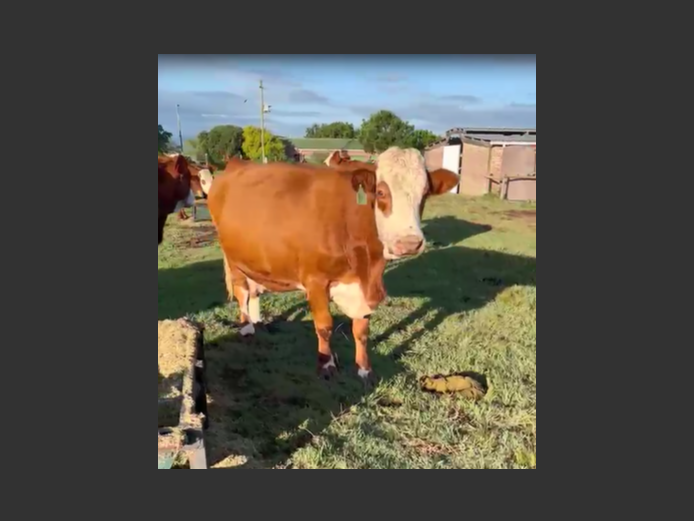 Simmentaler koei (C2)
