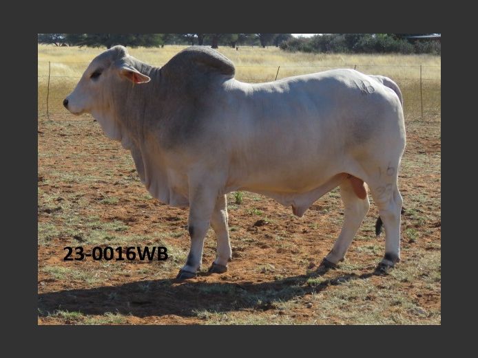 23-0016WB | WOKUMA BRAHMAN