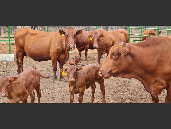 Commercial Females  - TKB Bonsmaras